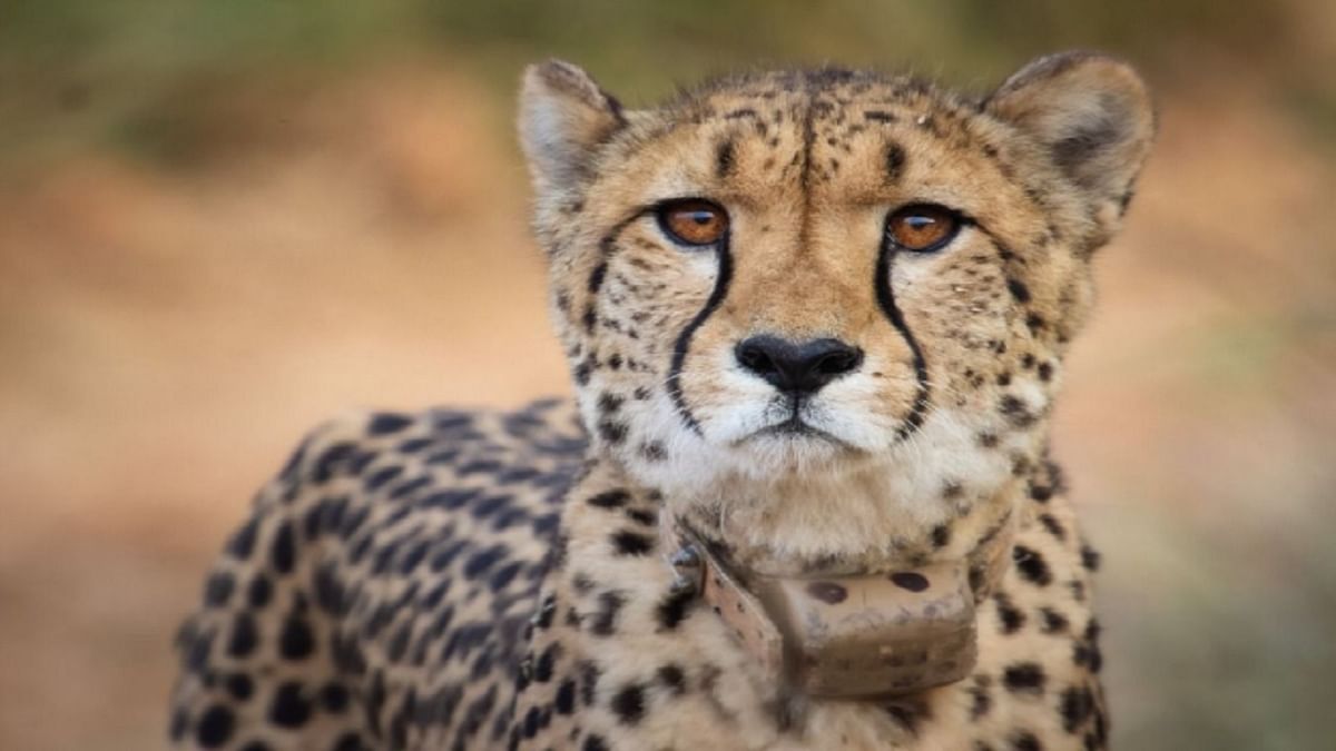 MP's Kuno National Park Cheetahs clash, 'Rock Stars' win over 'White Walkers'