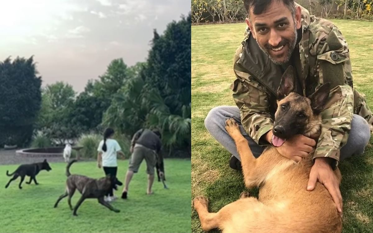 MS Dhoni: 'Captain Cool' was seen playing with dogs after knee surgery, daughter Ziva was also seen, see VIDEO