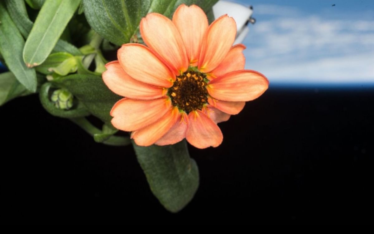 Space Flower: NASA shared a beautiful picture of a flower grown in space, see photo here