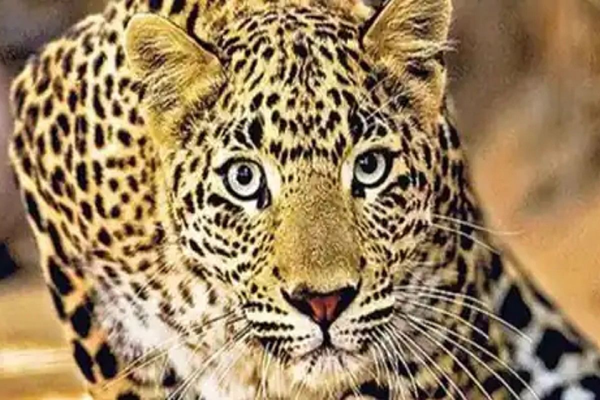 The dreaded leopard again created terror in Sitamarhi, attacked two farmers working in the field