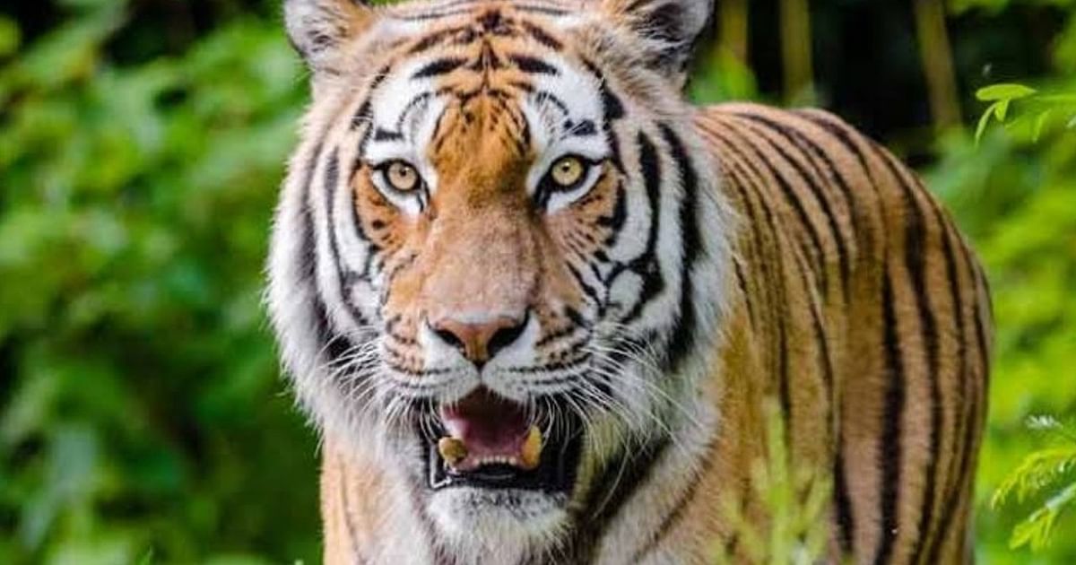 Tiger In Trouble: Another injured tiger found in Dudhwa, treatment will be started after rescue