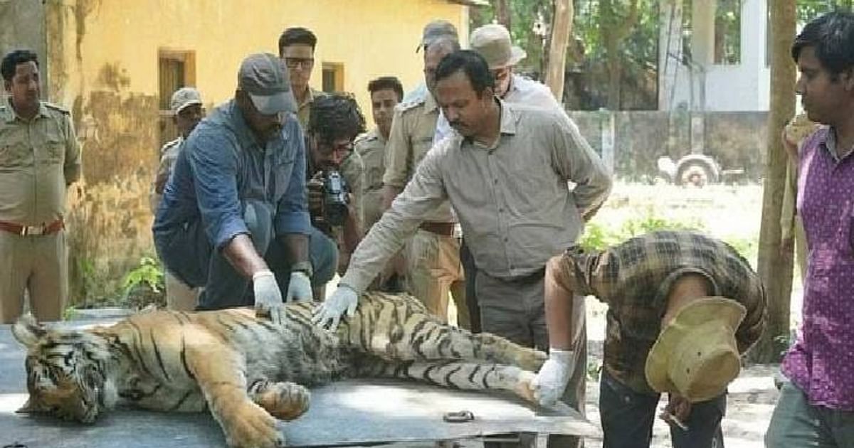 UP News: Death of tigers in Dudhwa, CM Yogi Adityanath took cognizance, sought information from Forest Minister