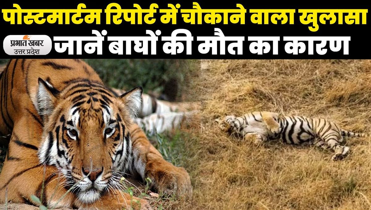 UP Tiger Death in Dudhwa: Shocking revelation in the post mortem report regarding the death of tigers