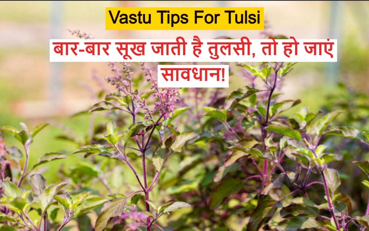 Vastu Tips For Tulsi: Tulsi dries up again and again, so be careful, do these measures to avoid drying up..
