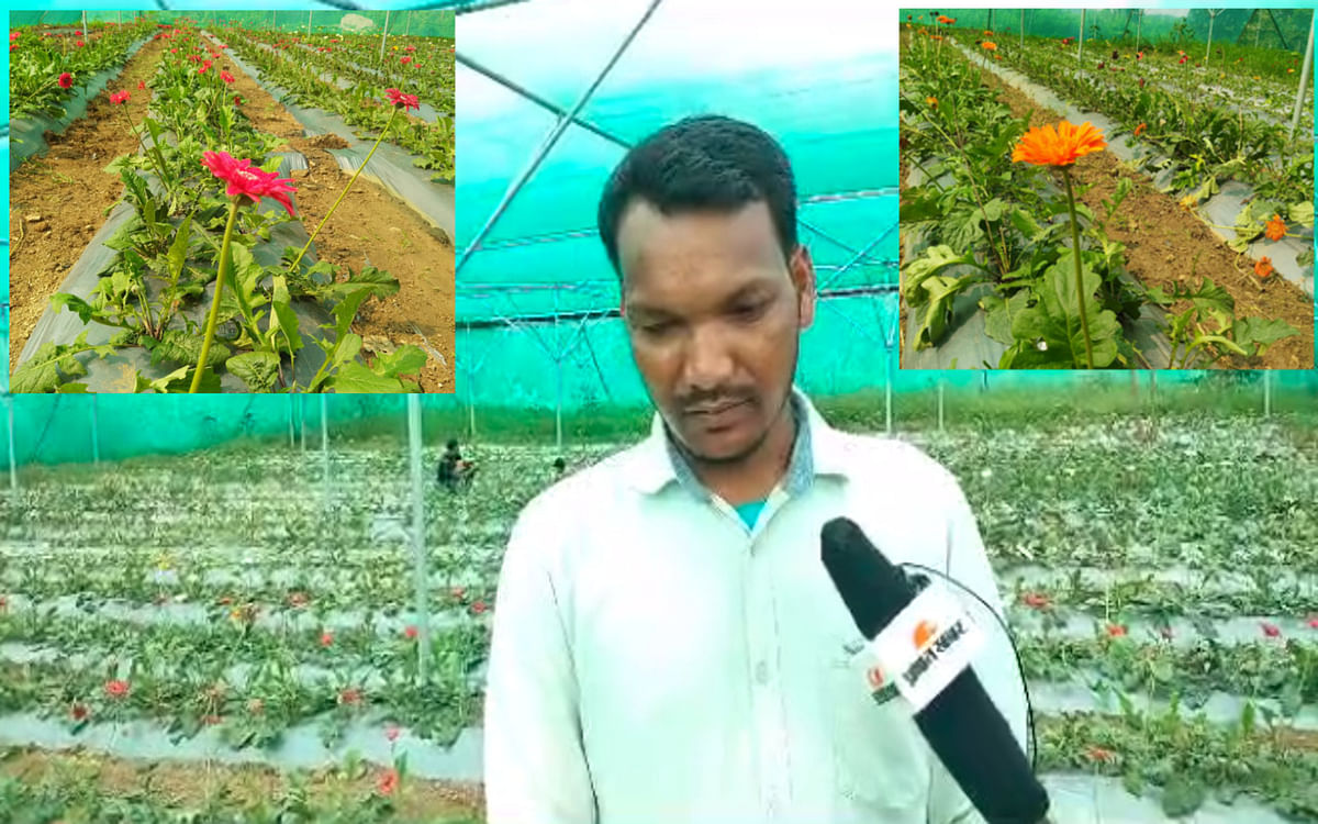 Jharkhand: Rajendra Munda of Ranchi is becoming self-sufficient by cultivating Gerbera, emphasis is on mixed farming