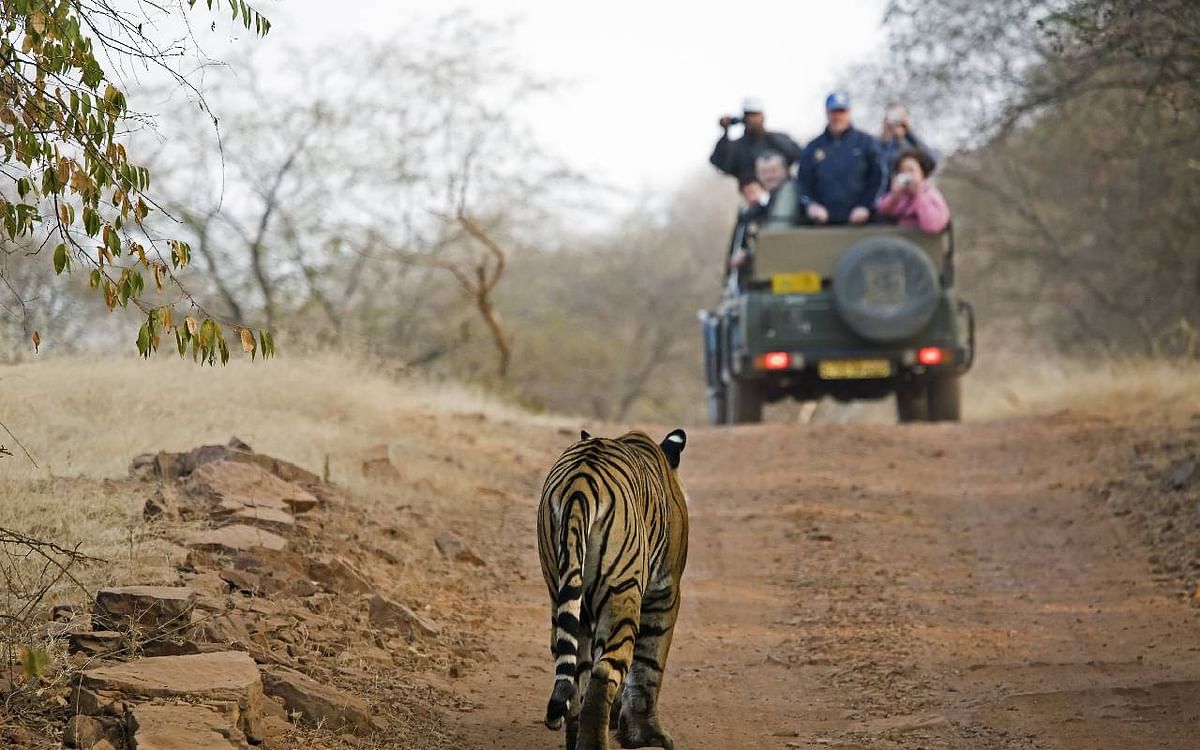 Beautiful National Parks In India: This is India's most beautiful national park, enjoy wildlife adventure like this