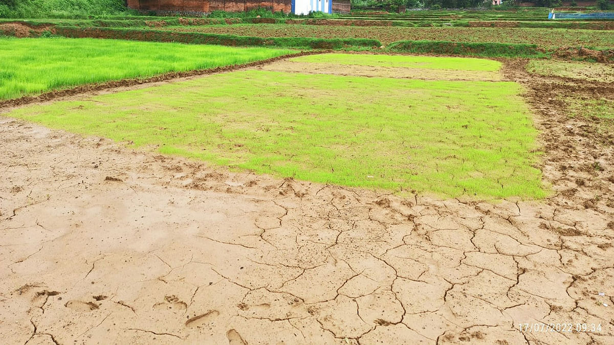 Begusarai: Due to less rain, there is a crisis on agriculture, farmers are getting worried