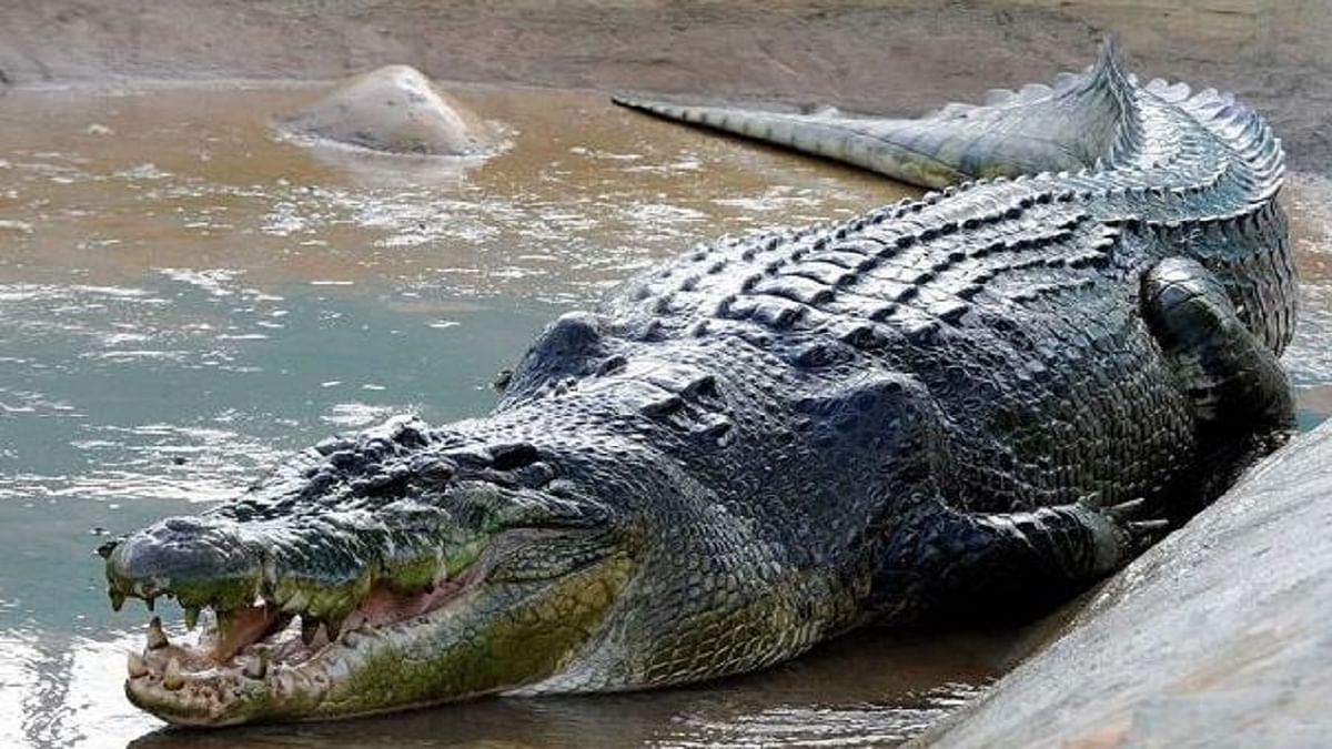 Crocodile terror in Bihar's Bagaha, swallowed alive an old man washing his hands and feet on the banks of the canal