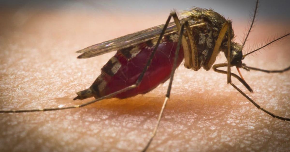 Dengue-Malaria is spreading in Monsoon 2023, know the ways to avoid it