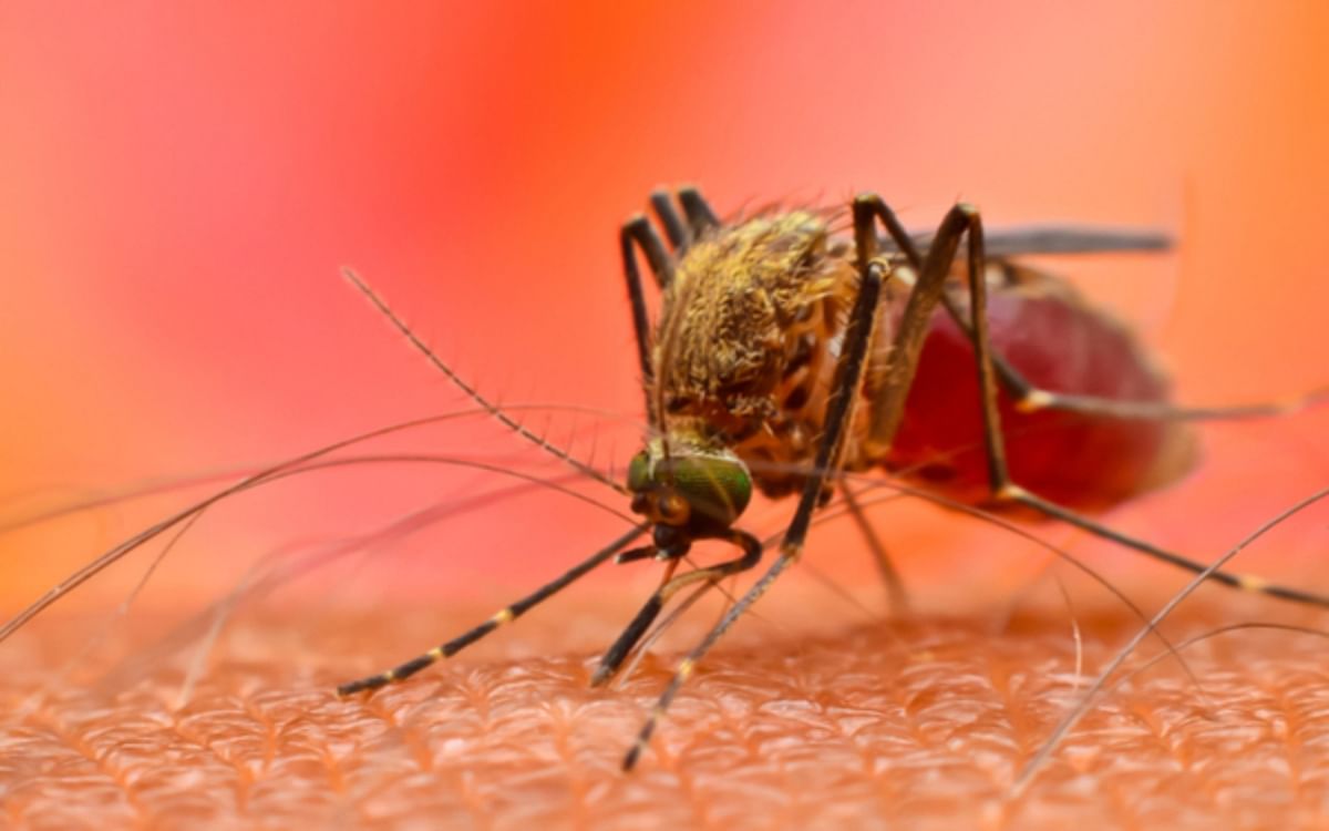Dengue-malaria outbreak increasing in Delhi, learn how to protect here...