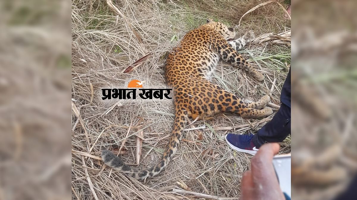 Dudhwa Tiger Reserve: The committee submitted the report to the government regarding the death of tigers, the forest minister said this big thing