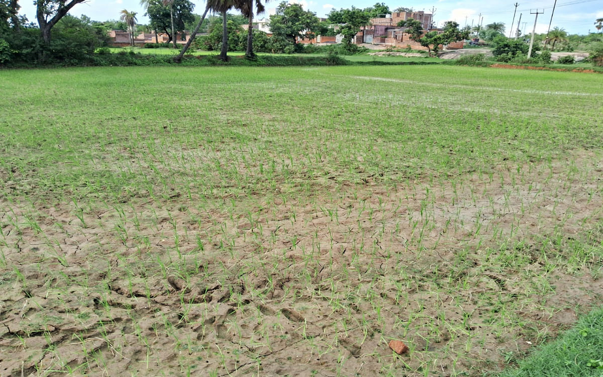 Due to lack of rain, paddy straw started drying up in Deoghar, farmers worried