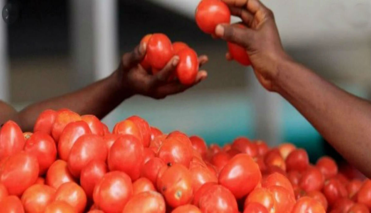 Explainer: Tomatoes are available at cheap rates in these places in Bihar, know how the price came down after the government's decision