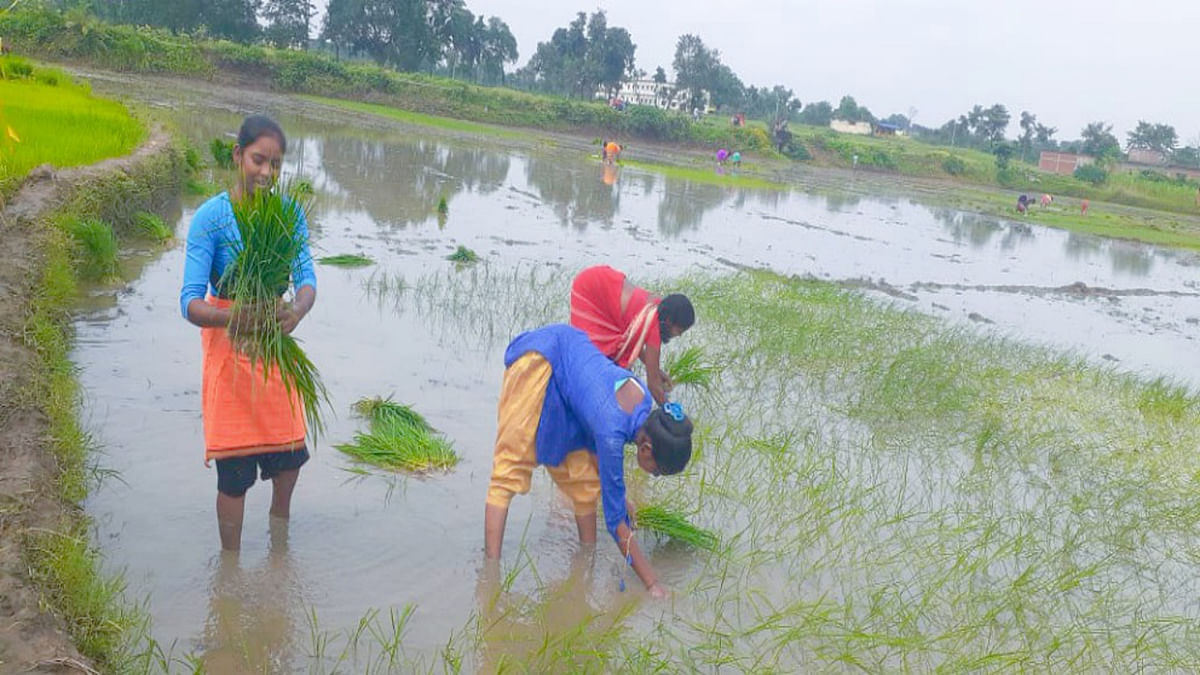 Farmers of Bihar are worried about not having enough water to plant paddy, so far only seven percent have been planted