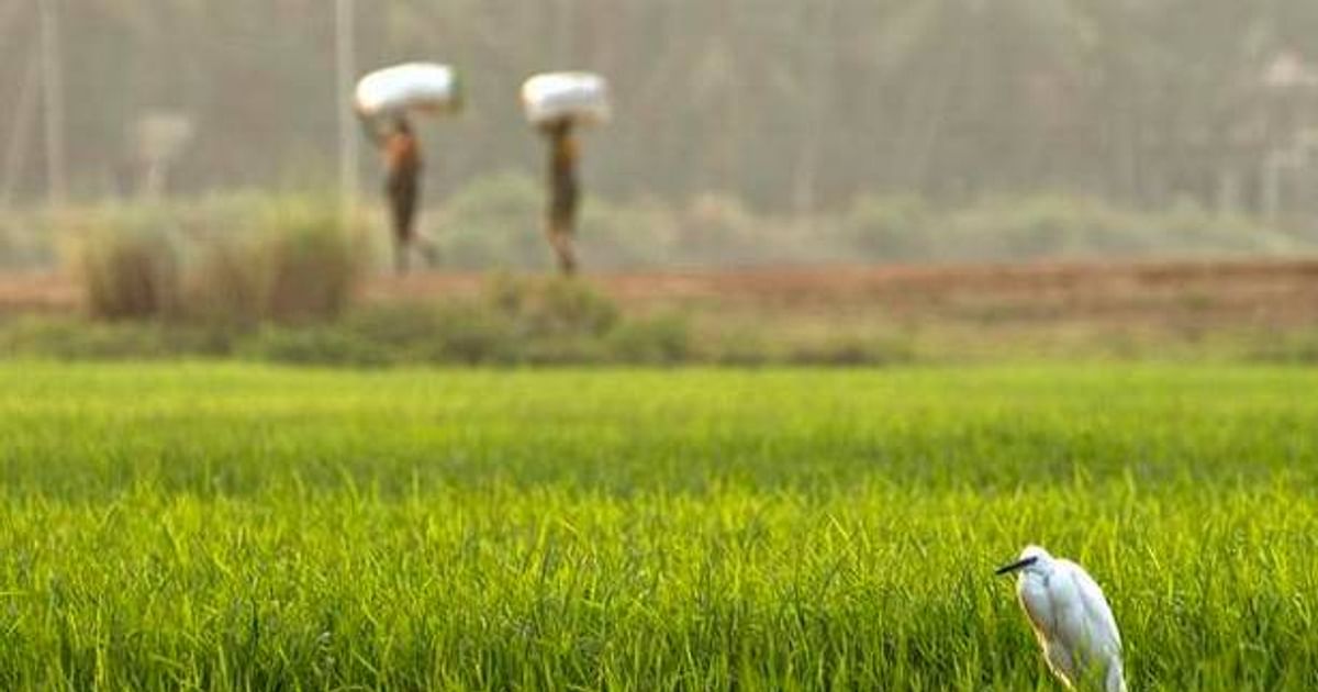 Fertilizer Smuggling: Nepal connection revealed by SSB report, know why there was a stir in Agriculture Department