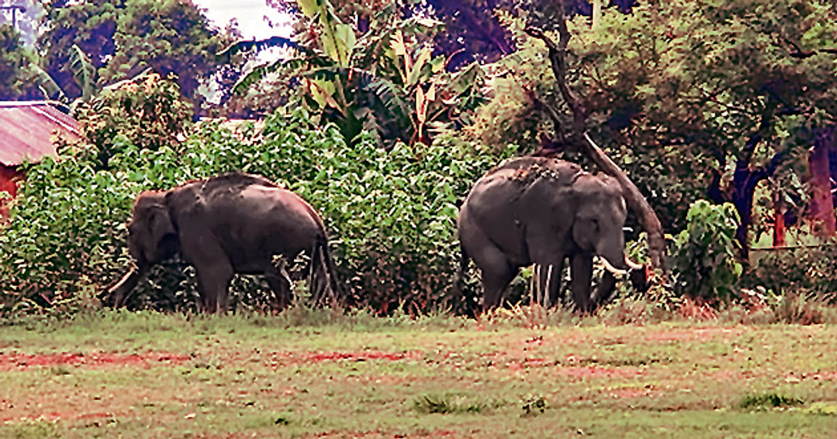 Herd of Nepali elephants created havoc in VTR forests, damaged the barrier