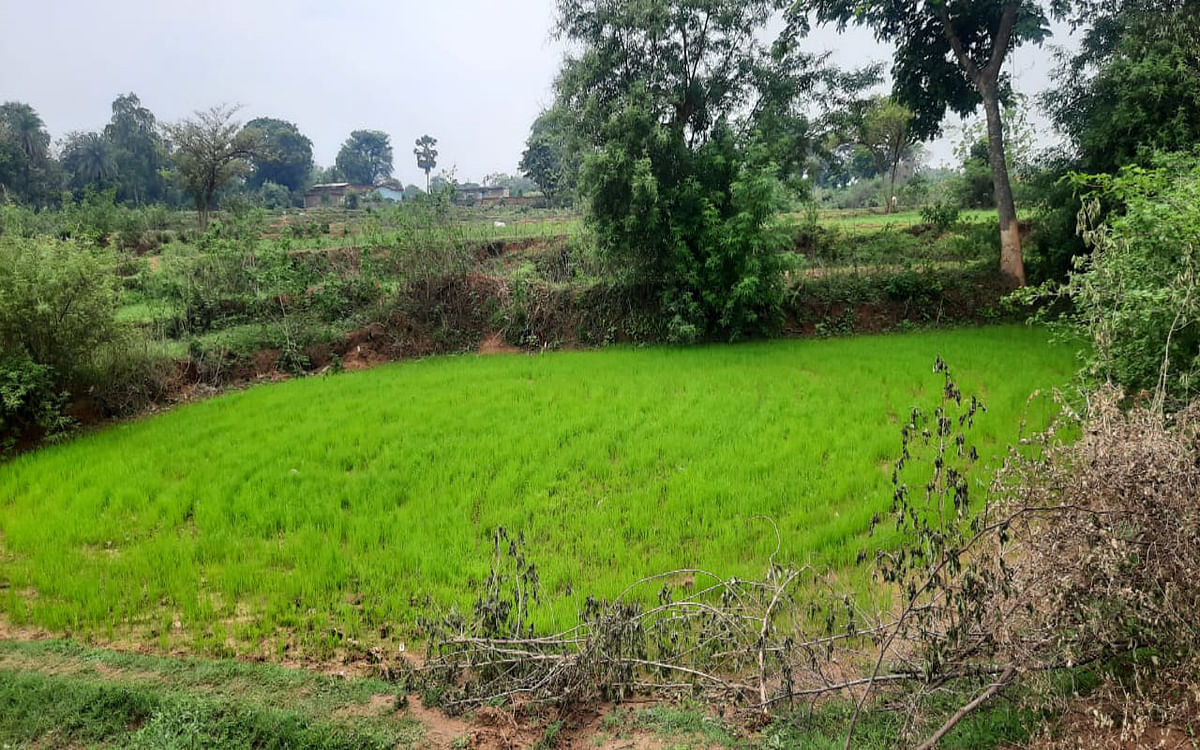 Jharkhand: 85% less rain than needed in Deoghar, due to lack of water, paddy straws started drying up in the fields.