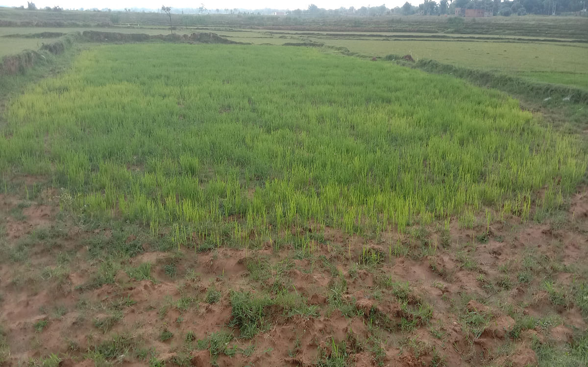 Jharkhand: Due to the indifference of monsoon, the farmers of Santal Pargana are also worried, so far only 5.2% paddy has been sown.