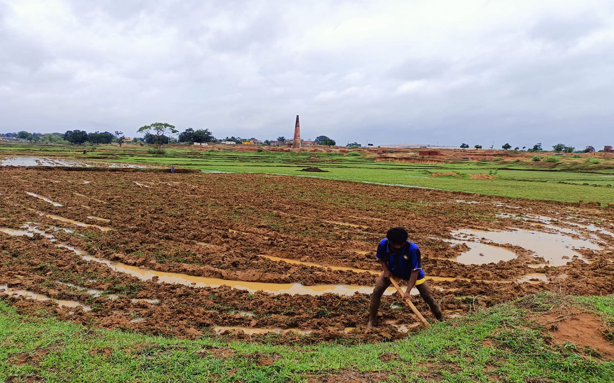 Jharkhand: Good rains did not occur in Gumla, yet farmers engaged in cultivation of Kharif crops