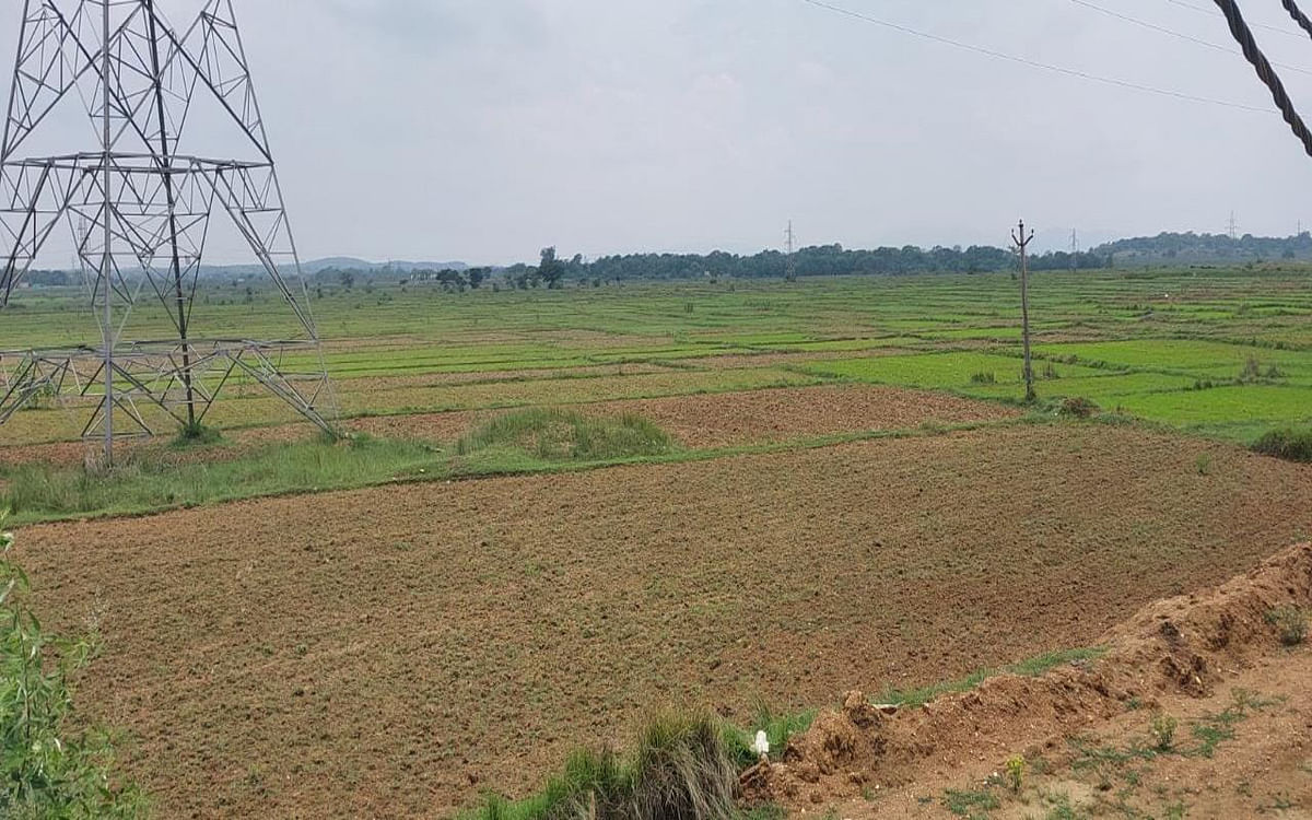 Jharkhand: Indifference of monsoon increased the concern of farmers, paddy straws started drying up in the fields of Seraikela-Kharsawan