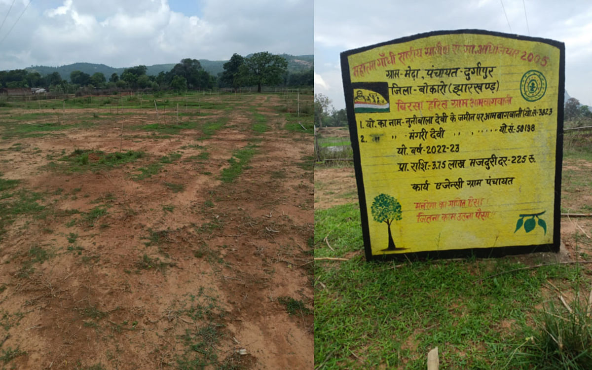 Jharkhand: Plan of 7 lakhs, even 7 plants have not been developed, see the condition of mango horticulture in Kasmar, Bokaro