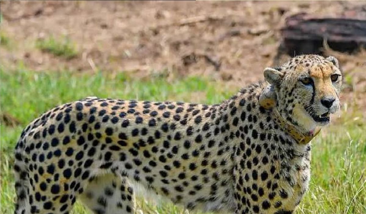 Kuno National Park: Death of another cheetah brought from South Africa, 'Tejas' died after being unconscious for hours