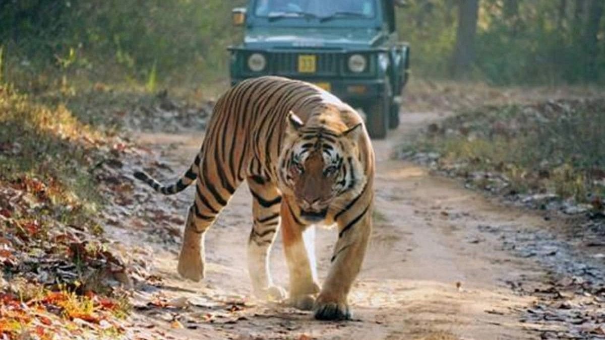 New turn in investigation of death of four tigers in Dudhwa Tiger Reserve, villagers blame iron nails