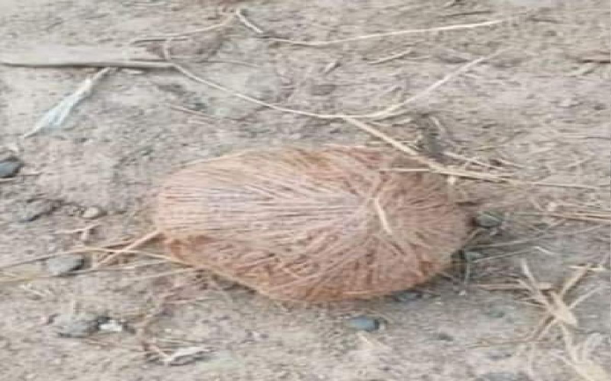 Panchayat elections: Another death while making bombs in Murshidabad before polling, police found explosives near the dead body