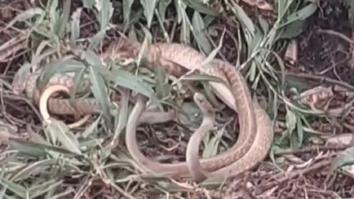 Sawan 2023: Snake-serpent pair seen in Bagaha after Ara, people thrilled to see amazing sight