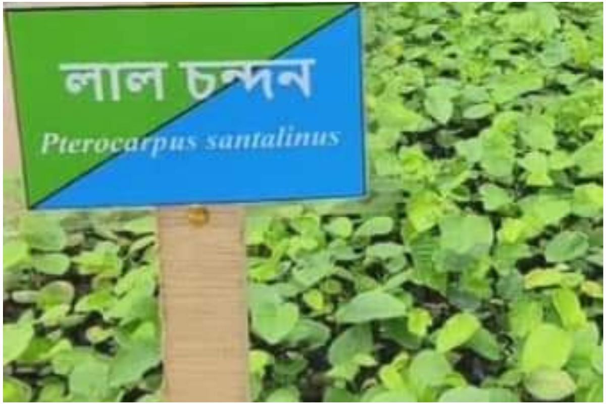 Shantiniketan will smell again with the fragrance of sandalwood, more than 14 thousand saplings will be planted