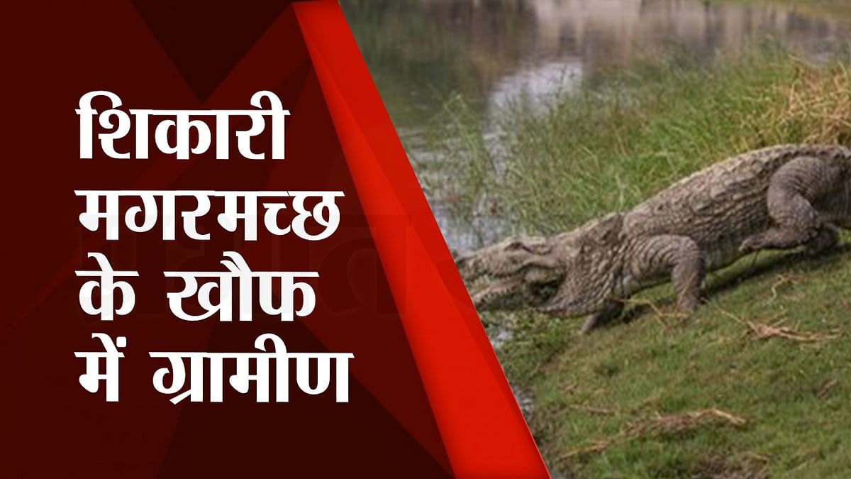 There is no tiger in Bagaha, now crocodile has become synonymous with death, Gandak has become the biggest refuge