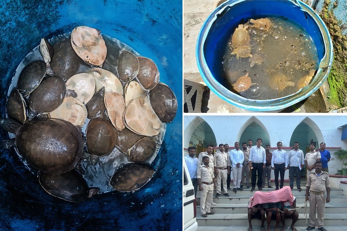 Three arrested with 39 turtles at Deoghar airport, suspected of smuggling, the accused said – were taking them for food..