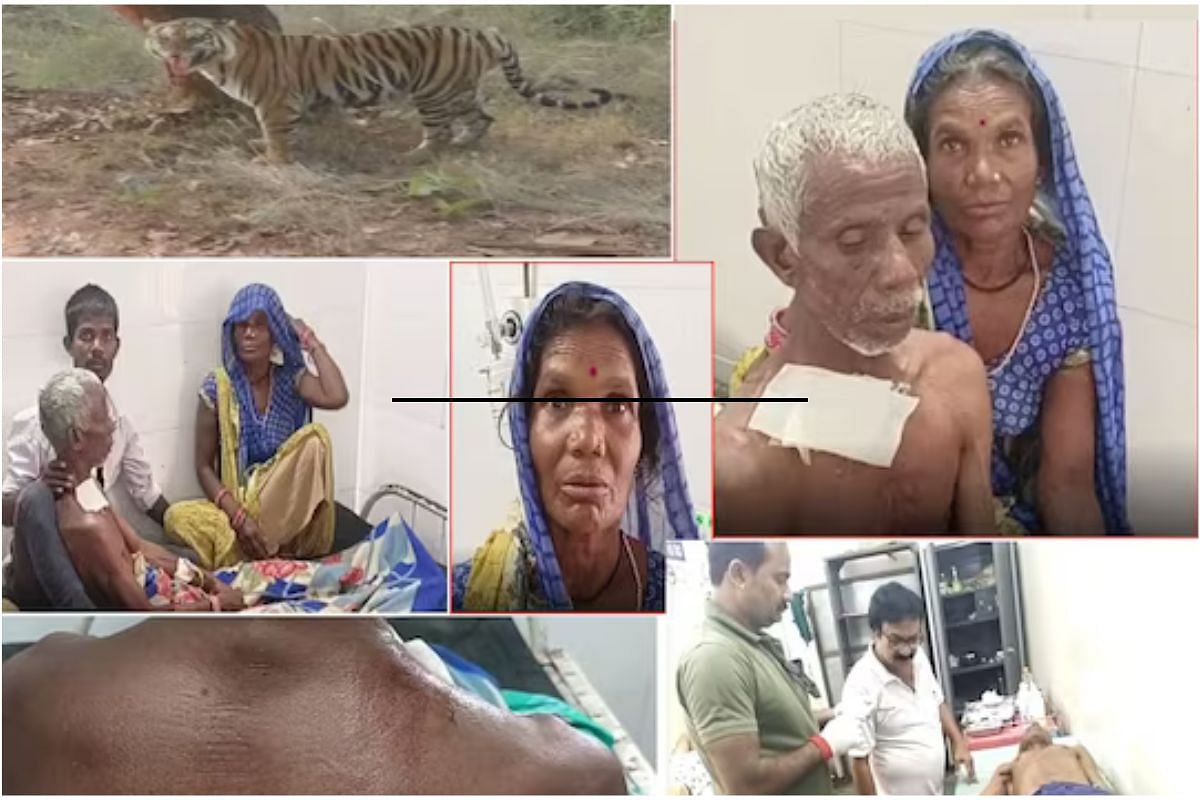 To save her husband's life in the Sunderbans of South 24 Parganas, the woman fought with the tiger, the tiger ran backwards