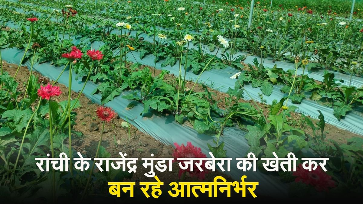 VIDEO: Ranchi's young farmer Rajendra Munda is becoming self-sufficient by cultivating Gerbera
