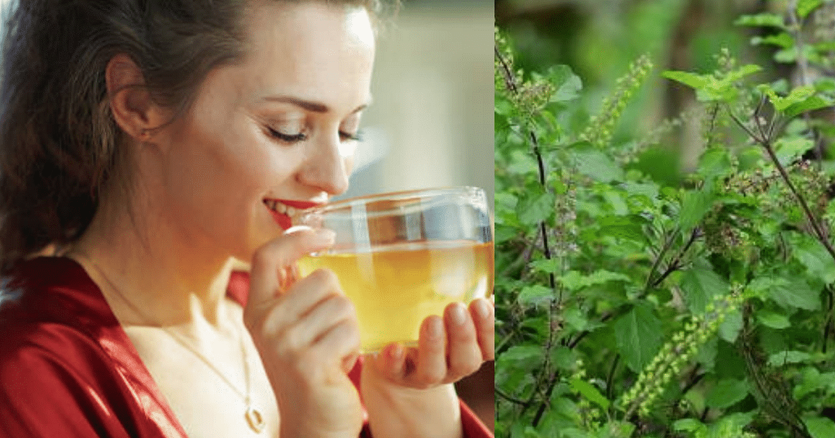 SUPERFOODS: What will happen when you drink Tulsi water daily, know its unique benefits