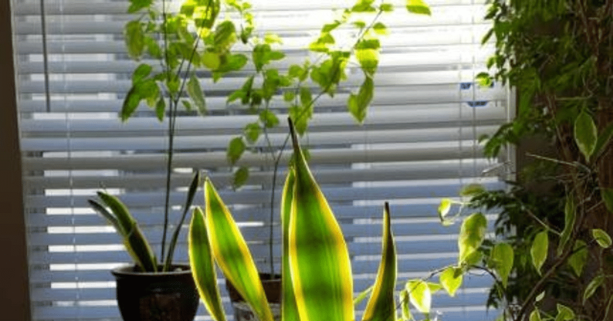 Do not plant these plants inside the house even by mistake, otherwise these problems will happen