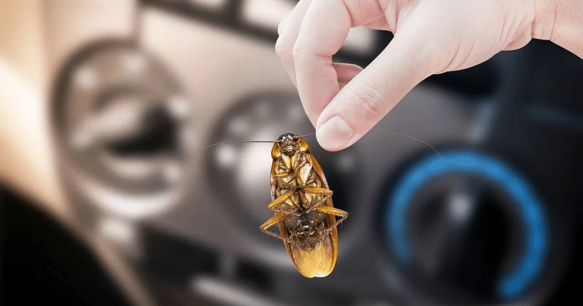 PHOTO: If a cockroach enters the car, how will the problem be solved, know what is the solution?
