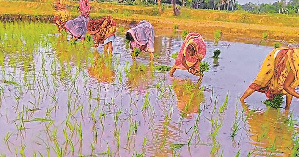 After rains in Bihar, paddy planting picked up pace, farmers' faces blossomed, know how it will be beneficial