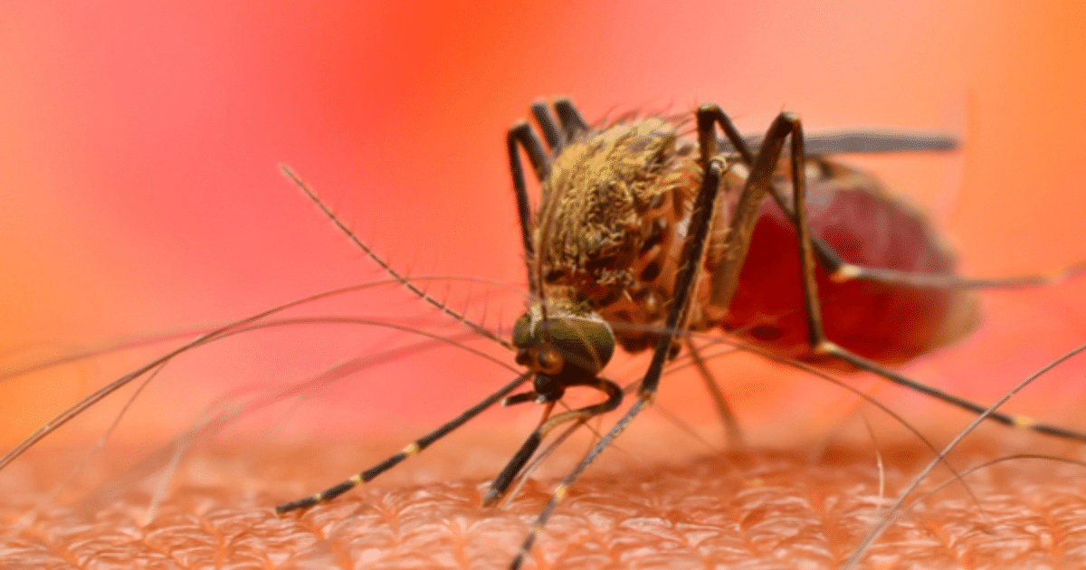 Bihar: 20 localities of Patna are sensitive to dengue, then new infected are found, know how to protect yourself