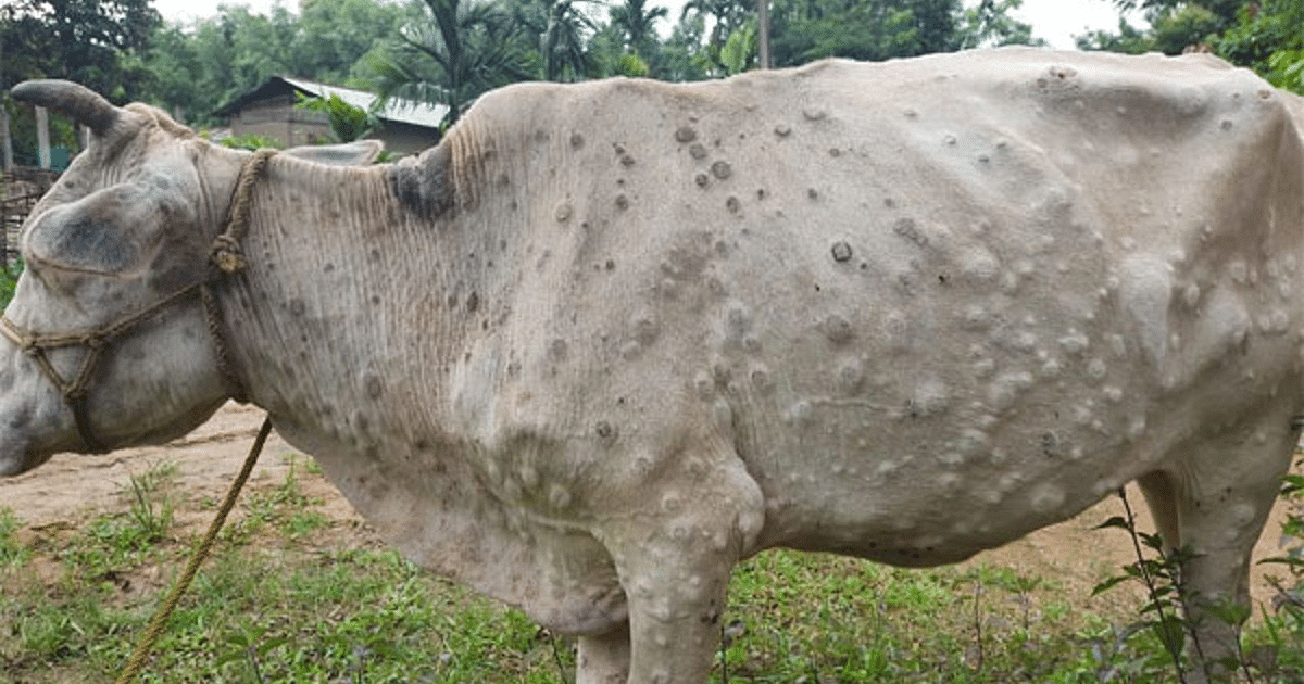 Bihar: Lumpy disease is happening to cows and buffaloes, the ability to give milk has also decreased, know the reason-symptoms and preventive measures...