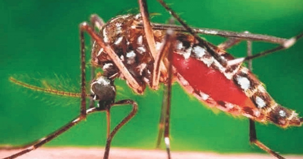 Death of dengue patient in Bhagalpur, fast spreading disease, know how to protect yourself..