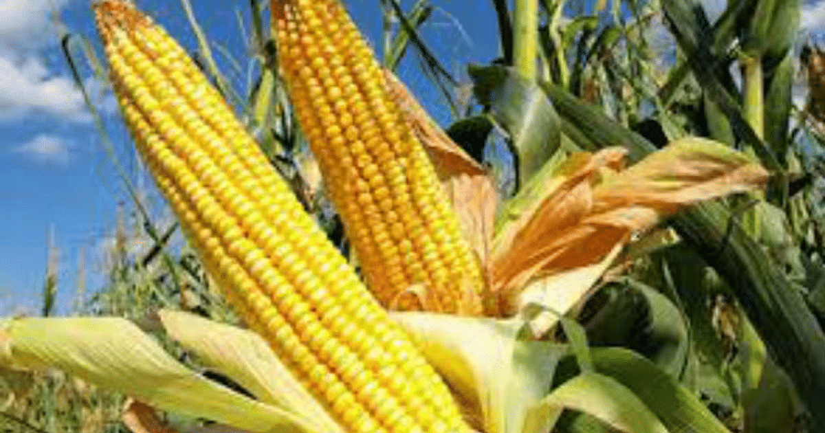 Districts fixed for purchase of maize, millet and jowar in UP, know here how to register