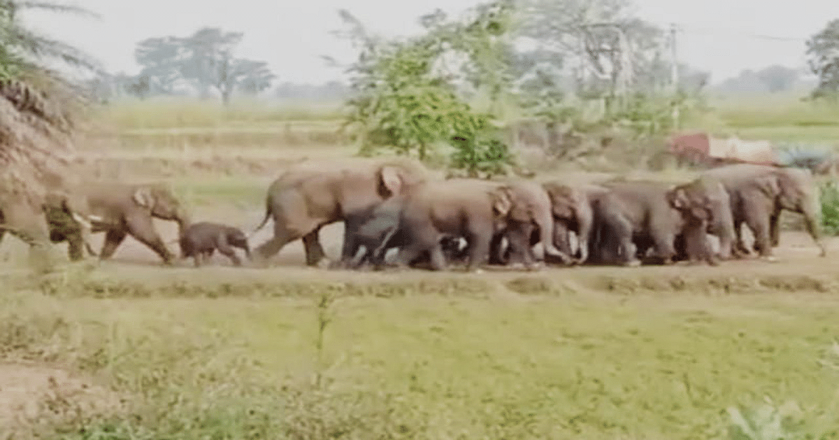 Elephants are not stopping in Jharkhand, destroying houses and eating grains