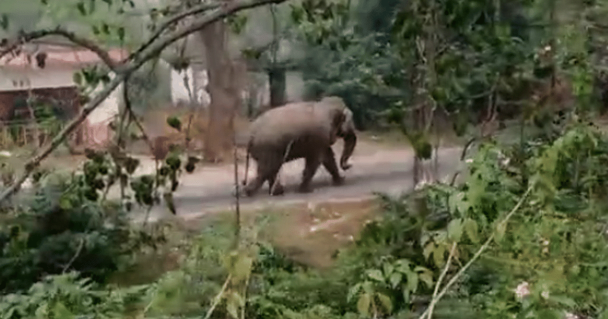 Every year 125 elephants come from Bengal to Jharkhand in search of food, people are upset due to its mischief