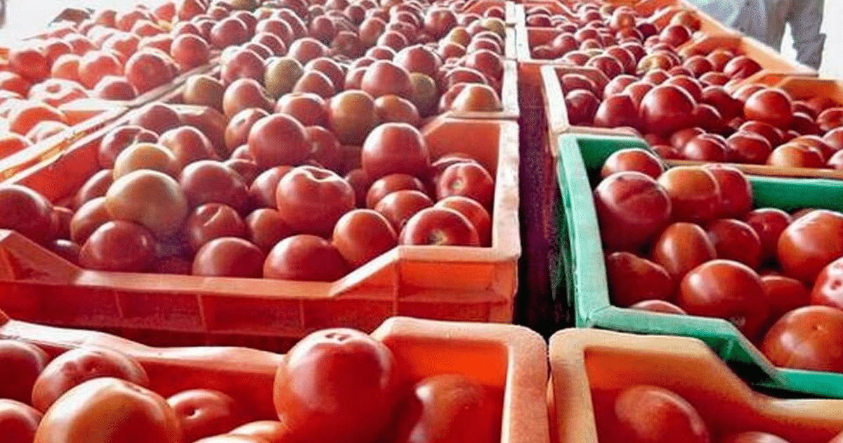 Explainer: Government will suffocate by throwing tomatoes in a pan, NAFED-NCCF are attacking profiteers