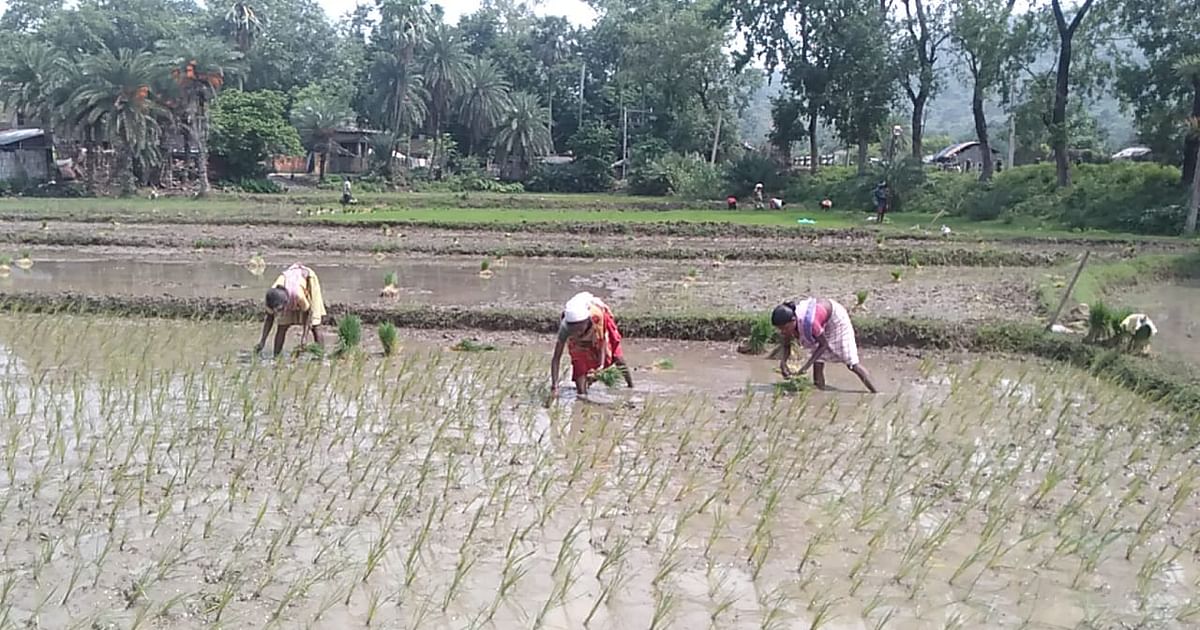 Farmers in Banka are still hoping for rain, even after running the pump set they were able to sow only 10 percent paddy