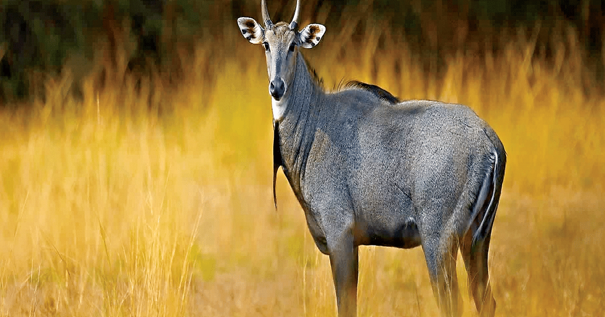 Farmers of Garhwa are troubled by the terror of Nilgai, farming has been affected in lakhs of hectares of land