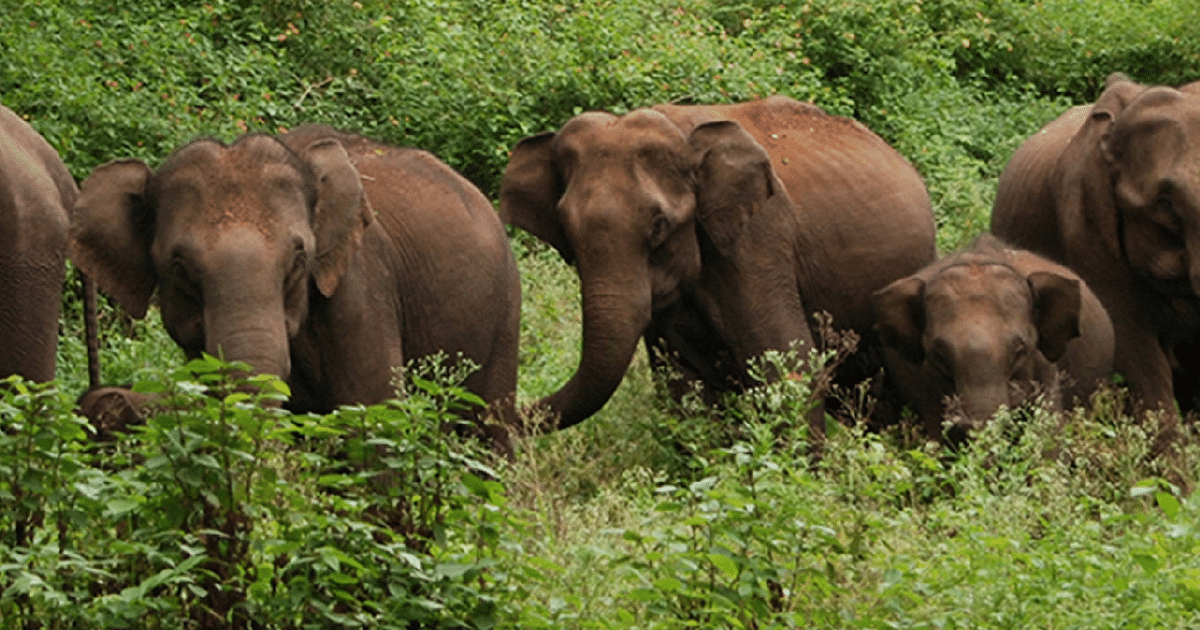 First Elephant Corridor: First elephant corridor identified in Bihar, beautiful forest area will become elephant corridor