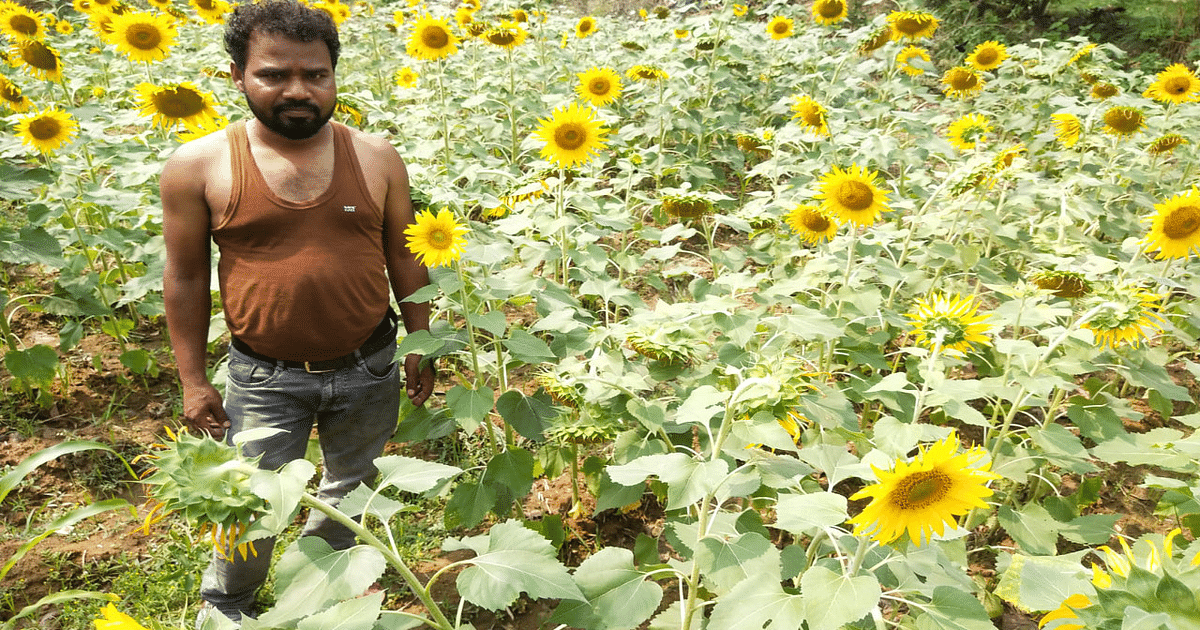 Jharkhand: Farmers of East Singhbhum upset due to less rain, compensating for paddy by cultivating sunflower