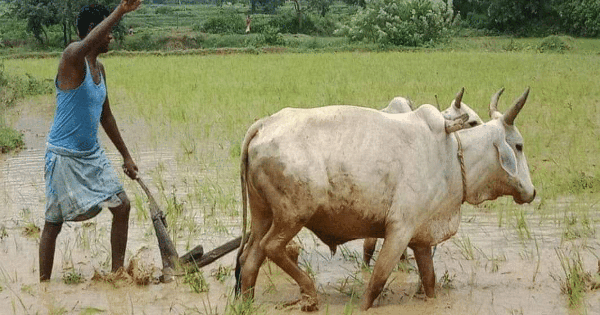 Jharkhand: Fear of drought in Seraikela-Kharsawan district, affecting the cultivation of coarse grains along with paddy